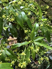 Machilus japonica