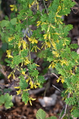 Hippocrepis emerus emerus