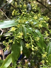 Machilus japonica