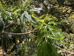 Machilus japonica