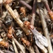 Integra-group Field Ants - Photo (c) Arvel Hernandez, some rights reserved (CC BY-SA), uploaded by Arvel Hernandez