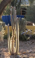 Cleistocactus strausii