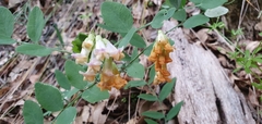 Lathyrus sulphureus
