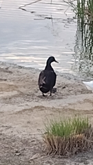 Anas platyrhynchos domesticus