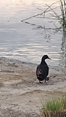 Anas platyrhynchos domesticus