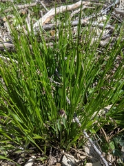 Melica nutans