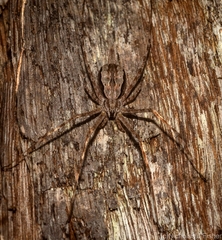 Tamopsis fickerti