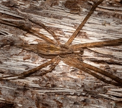 Tamopsis fickerti