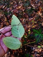 Desmodium viridiflorum