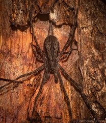 Tamopsis fickerti