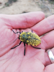 Julodis