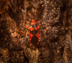Tegea atropicta