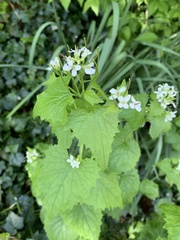 Alliaria petiolata