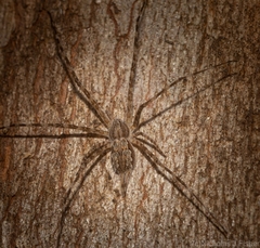 Tamopsis fickerti