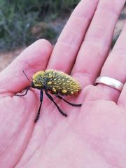 Julodis