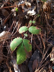 Agrimonia microcarpa
