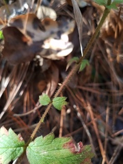 Agrimonia microcarpa