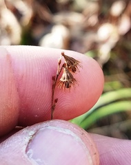 Agrimonia microcarpa