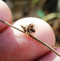 Agrimonia microcarpa