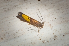 Labdia deliciosella