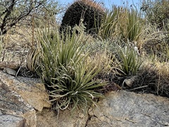 Agave schottii schottii