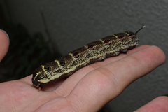 Theretra oldenlandiae