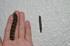 Theretra oldenlandiae