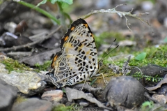 Symbrenthia hypselis