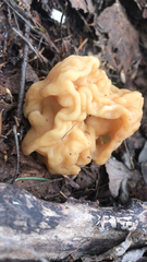 Gyromitra gigas