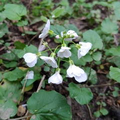Cardamine tenera