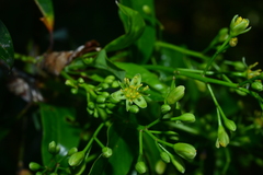 Machilus japonica