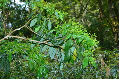 Machilus japonica
