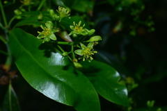 Machilus japonica