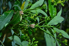 Machilus japonica