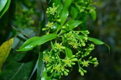 Machilus japonica