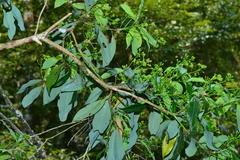 Machilus japonica