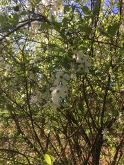 Exochorda