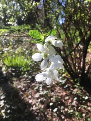 Exochorda