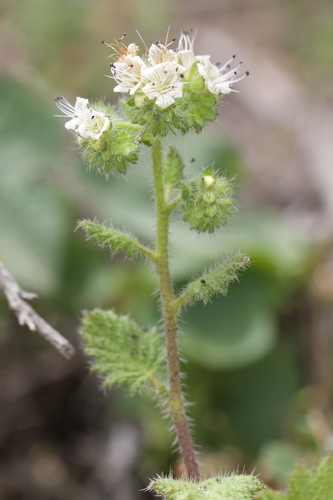 Phacelia malvifolia