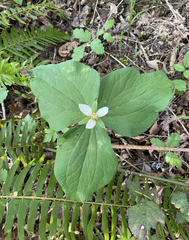 Trillium albidum parviflorum