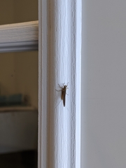 Ephemerella subvaria