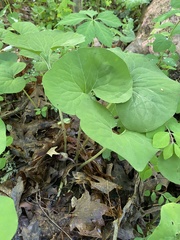 Asarum canadense reflexum