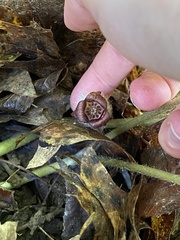 Asarum canadense reflexum