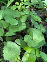 Asarum canadense reflexum