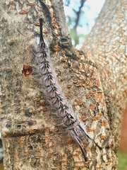 Phiala