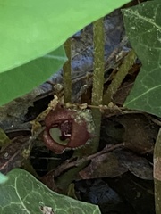 Asarum canadense reflexum