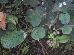 Rubus ellipticus