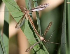 Tipula silvestra