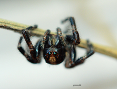 Megafreya sutrix