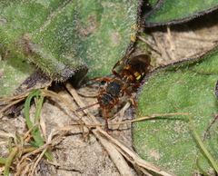 Nomada zonata